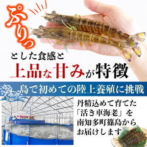 先行予約 活車海老 約300g 指定日必須