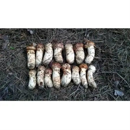 【2026秋発送】産地直送　岩手県岩泉町産　松茸　小・コロ　1kg【配送不可地域：離島】【1632438】