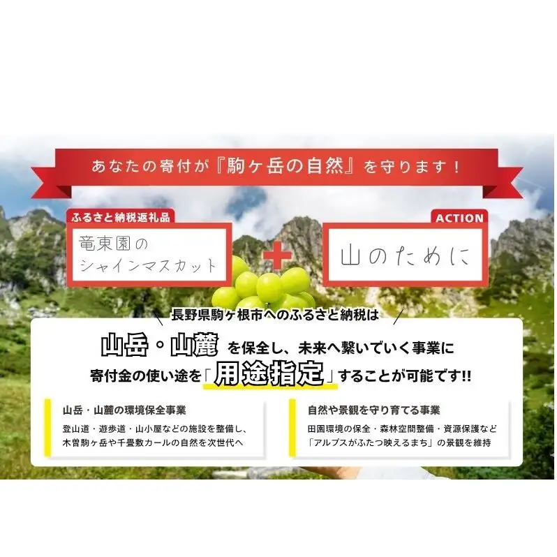 【駒ヶ岳の恵み・朝採り直送】シャインマスカット 約600g 1～2房 中央アルプス 駒ヶ根産 種なし 皮ごと 山の雫 木曽駒ヶ岳 宝剣岳 千畳敷カール 寒暖差 信州 長野 ぶどう 2026