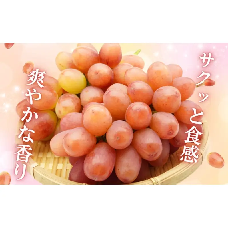 2026年産 ぶどう クイーンルージュ 約600g（1房）果物 フルーツ デザート 信州 長野 駒ケ根市