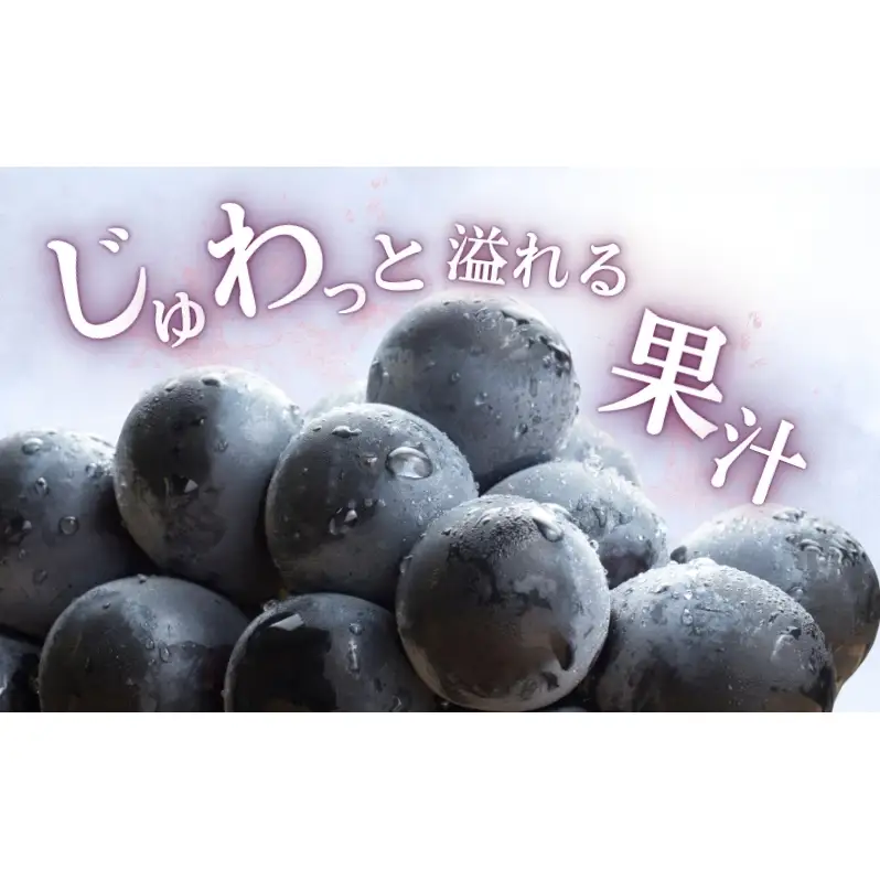 2026年産 ぶどう ナガノパープル 約600g（1房）果物 フルーツ デザート 信州 長野 駒ケ根市
