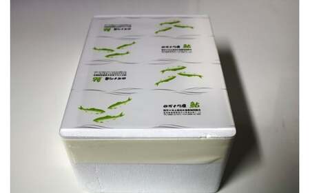 【生鮎解禁】四万十川上流の天然釣り鮎 800g（冷蔵4～14尾）着日指定不可 あゆ アユ 塩焼き 鮎  Esj-31k