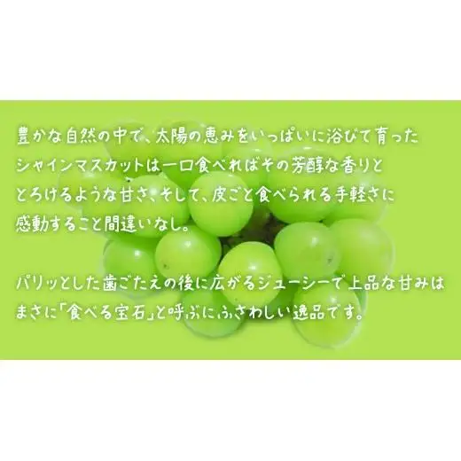 【 お中元 熨斗付き】 シャインマスカット ４房 【2026年7月上旬発送開始】(茨城県共通返礼品：大子町) 
