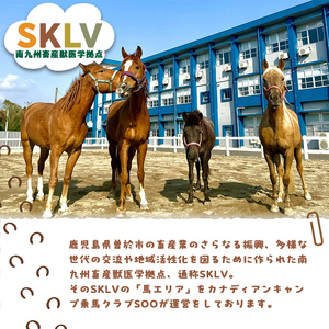 【乗馬 体験 チケット】ミニ 遠乗り 20分～初心者 向け、5歳 以上～(1名様)【曽於市観光協会】 A783