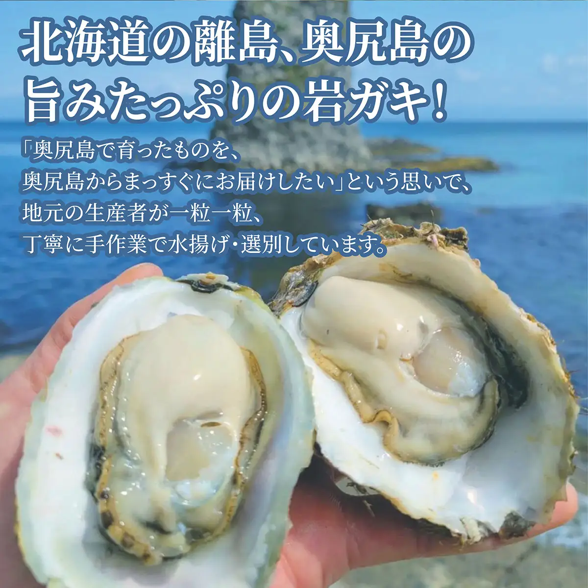 【先行予約 2025年7月20日より発送】奥尻島産養殖岩ガキ【Mサイズ】殻付き　30個入り（加熱食用）～豊かな海が育てた海の宝石～ 