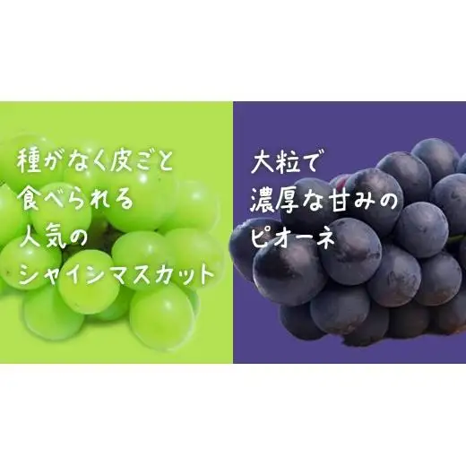 【桐箱入り】 シャインマスカット & ピオーネ (各１房)【2026年7月上旬発送開始】(茨城県共通返礼品：大子町)
