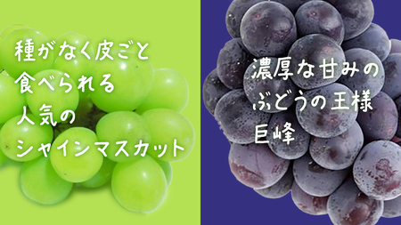 【 お中元 桐箱入り 】 シャインマスカット & 巨峰 (各１房) 【2026年7月上旬発送開始】(茨城県共通返礼品：大子町)