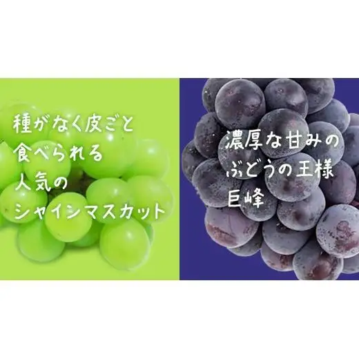 【桐箱入り】 シャインマスカット & 巨峰 (各１房)【2026年7月上旬発送開始】(茨城県共通返礼品：大子町)