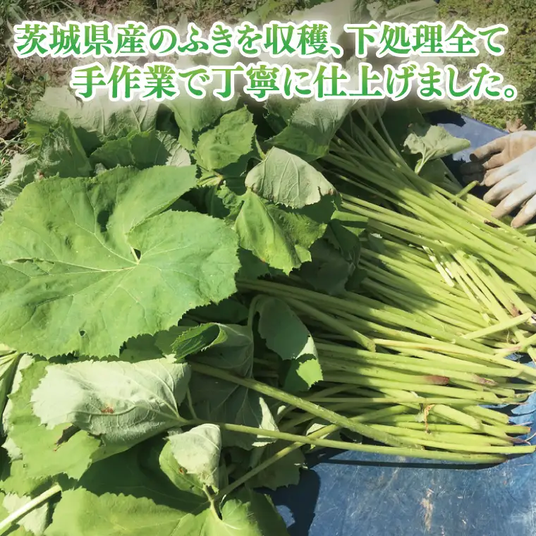 【数量限定】Shamrock ふきのピクルス ２本  茨城県 水戸市 ふるさと納税（FE-11）