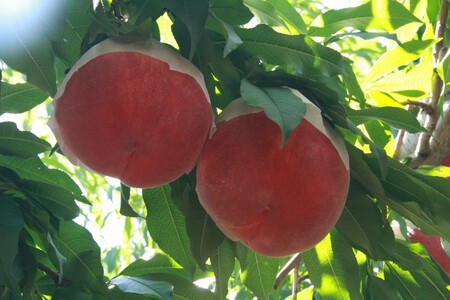 〈2026年度配送分〉甲府市産　大玉桃　約3kg (6～9玉)