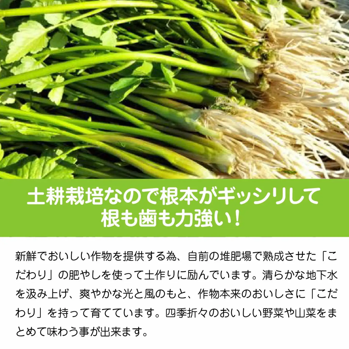 セリ 強い香りとシャキッとした歯応え 約200g　60P3217