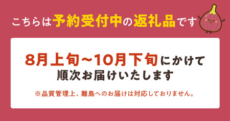 福岡県ブランドいちじく「とよみつひめ」約300g×4パック_ブランド いちじく とよみつひめ 約300g×4パック 計1.2kg 肉厚 果肉 滑らか 食感 甘く 上品な 味わい ケーキ タルト ジャム パフェ シャーベット スイーツ 食材 果物 フルーツ 果実 お取り寄せ グルメ お取り寄せグルメ 福岡県 久留米市 送料無料 〔Fx020〕