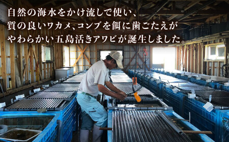 【日付指定必須】五島産養殖 アワビ・バーベキューセット 40個セット 約1200g 五島市/（有）都工業 BBQ あわび 鮑[PEX008]