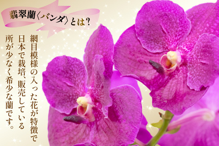 AI179 希少な花 心躍る「華やかな恋」の予感 翡翠蘭(バンダ)1株 花付き ピンク [長崎県 島原市]