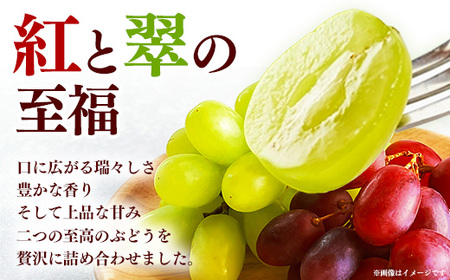 ＜足立ぶどう園＞島根県オリジナルぶどう「神紅」・シャインマスカット詰合せ（約1.2㎏）［JU米子髙島屋選定品］【ブドウ マスカット フルーツ 果物 オリジナル 品種 甘い 皮ごと 種なし 大粒 果汁 美味しい セット 詰め合わせ ギフト 贈り物 贅沢 島根県 安来市】【48-P1-01】