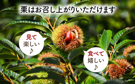 【先行予約】季節の花材 栗枝 1本（約35～38cm）【2025年9月下旬以降順次発送】/ フラワーアレンジ くり 