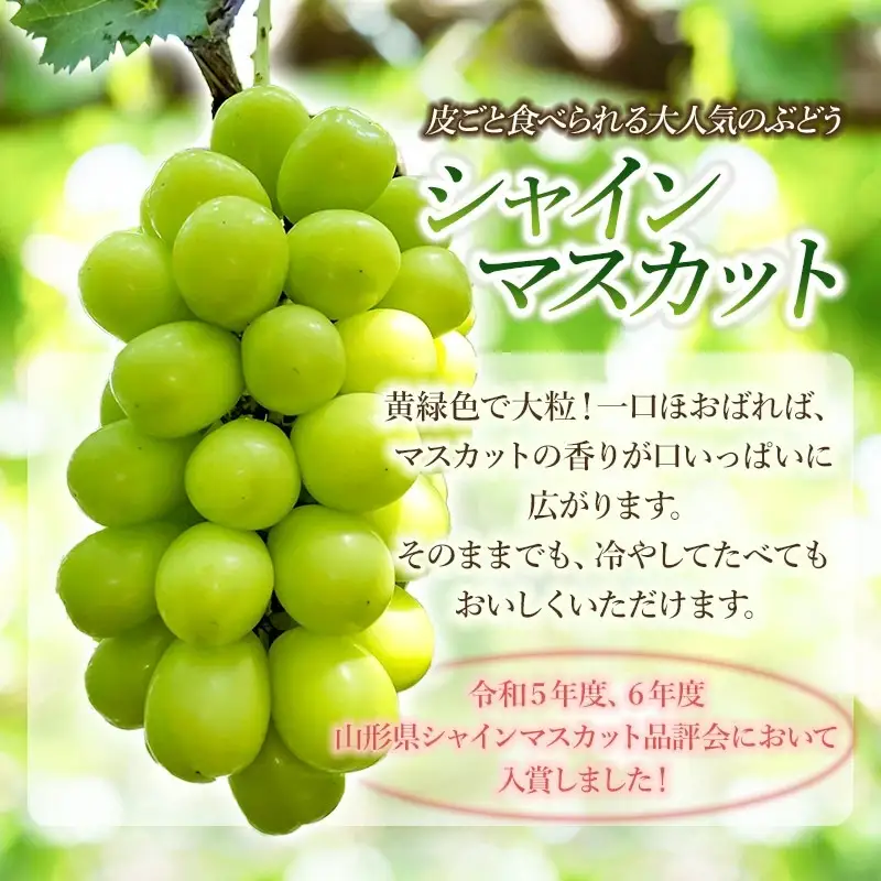 【令和8年産先行予約】シャインマスカット 2房入り (約1.2kg)　やまも果樹園
