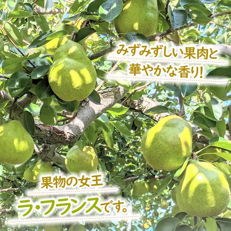 【令和8年産先行予約】洋梨　ラ・フランス　約3kg（10～12玉） 山形県鶴岡市　やまも果樹園　| ラフランス 洋ナシ 洋なし 西洋梨 産地直送 3キロ 秋果実 果物 くだもの フルーツ デザート 旬 果物の女王 みずみずしい 人気 美味しい 2026年産 お取り寄せ 返礼品