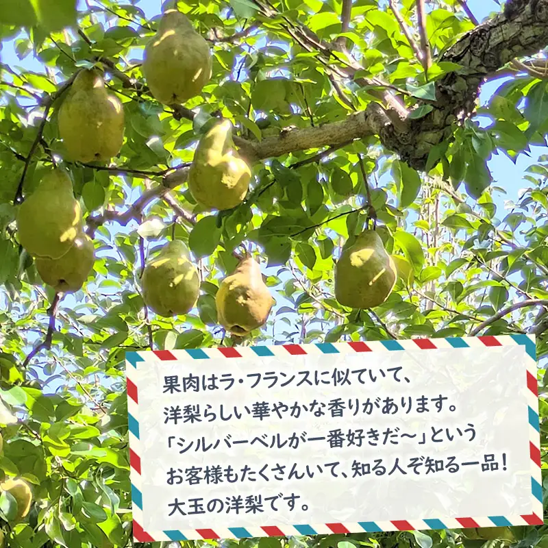 【令和8年産先行予約】洋梨　シルバーベル　約3kg（7～9玉） 山形県鶴岡市　やまも果樹園　| 洋ナシ 洋なし 西洋梨 産地直送 3キロ 秋果実 果物 くだもの フルーツ デザート 旬 人気 美味しい 2026年産 お取り寄せ 返礼品 