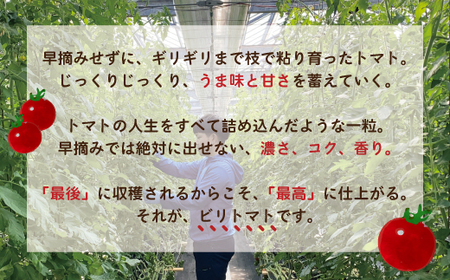 四万十市産 じっくり育った濃厚 ビリトマト 1.5kg 南国 新鮮 野菜 やさい 国産 トマト とまと ミニトマト コク 甘い 冷蔵 産地直送 お取り寄せ 旬 農家直送 高知県 高知 四万十市 四万十 しまんと 【12月中旬～5月下旬に発送】26-86