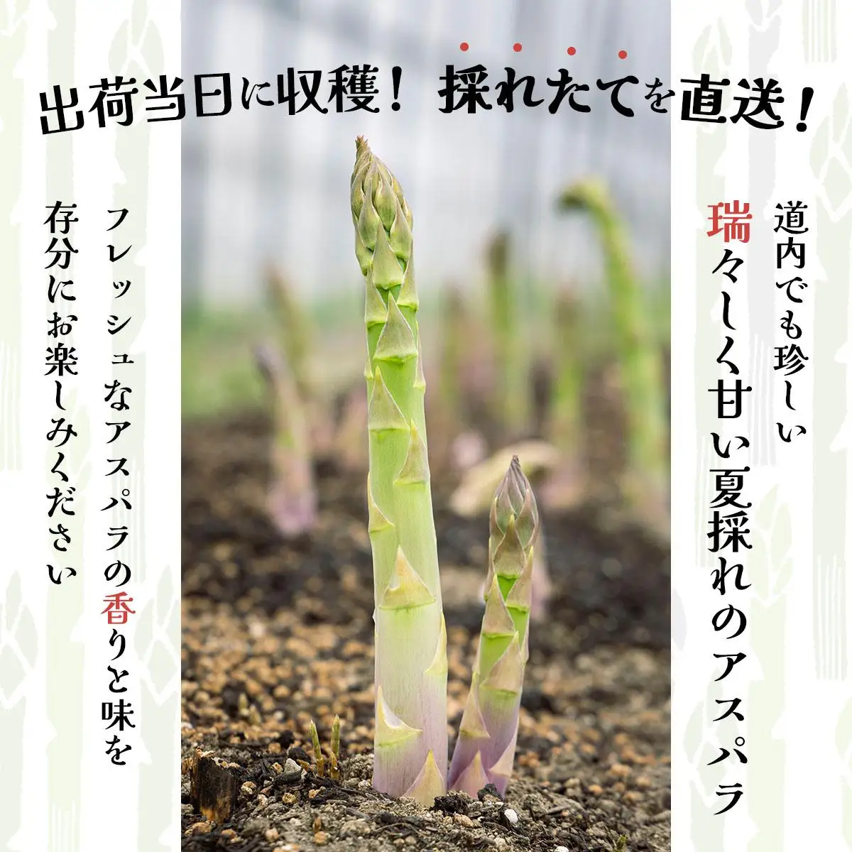 ＜先行予約＞あまーい！北海道産夏アスパラ(A品) 1kg【ffk-003】