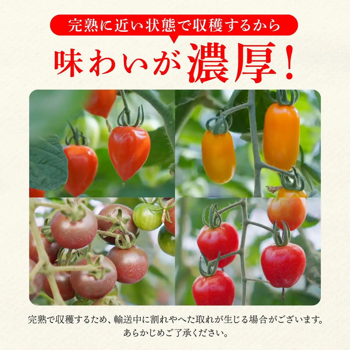 ＜先行予約＞カラフルミニトマトセット1.5kg【ffk-002】