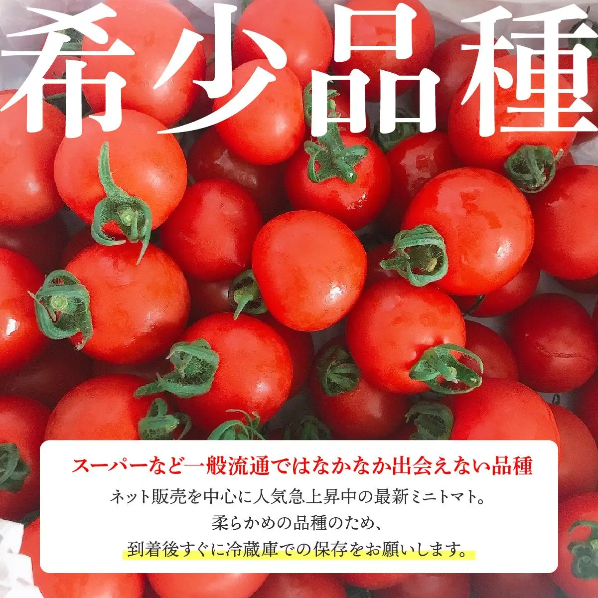 ＜先行予約＞ミニトマト ほれまる 1.5kg【ffk-001】