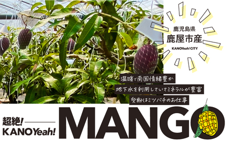 【 期間限定 】 2831 超絶 ！ KANOYeah ！マンゴー 1kg（ 2～3玉 ） KN112-001 果物