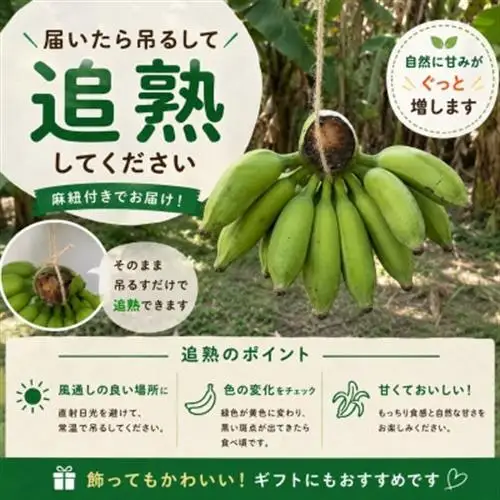 【栽培期間中農薬不使用】吊るして追熟!飾れる沖縄アップルバナナ2kg【1640917】