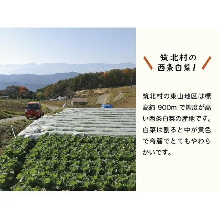 先行予約【2026年7月～順次配送】筑北村 特産 西条白菜（夏白菜）のキムチ　松ちゃんキムチ工房の元（ゲン） キムチ 1kg | 惣菜 野菜 産直 産地直送 長野県 信州