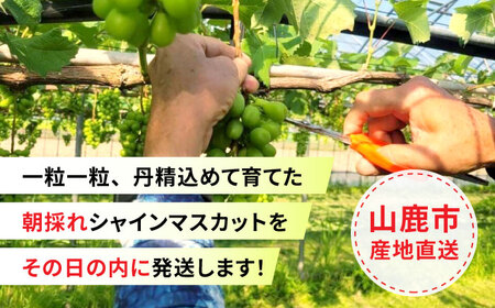 【先行予約】シャインマスカット 1房（約600g）【城 果樹園】[ZFD002]