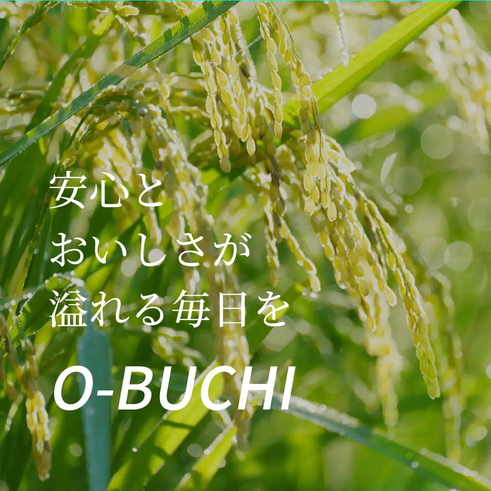 《令和7年産》 ヒノヒカリ 5kg×2袋 合計10kg 熊本県 八代市産 米 お米 精米 白米 国産