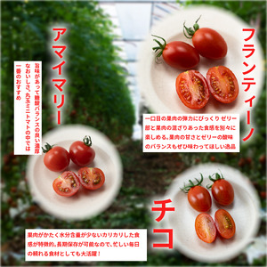 トマト ミニトマト 750g （ 250g × 3袋 ） フランティーノ アマイマリー チコ 小分け トマト トマト トマト
