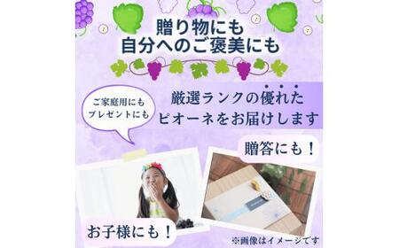 ピオーネ たねなし 2kg 厳選 / ぶどう 種無し 甘い 高級 和歌山 ※2026年8月中旬～9月中旬に順次発送 ※北海道・沖縄・離島への配送不可 【tec511-p-2B】