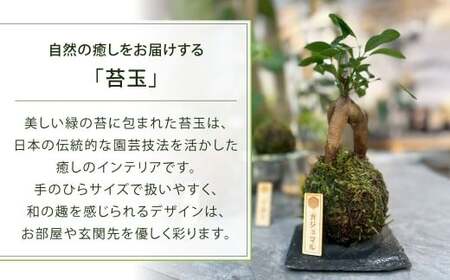 苔玉 ガジュマル -MOSS-  1点 観葉植物 ガジュマルの木 縁起の良い 多幸の樹 幸せを呼ぶ木 幸運 苔 玉 グリーン インテリア