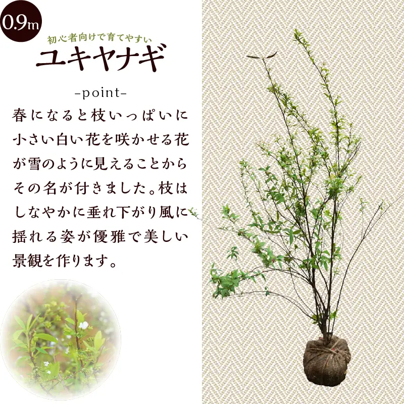 植木　ユキヤナギ（雪柳）　0.9ｍ