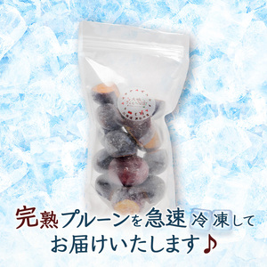 【訳アリ】  冷凍 プルーン 500g × 2パック 1kg 大橋さくらんぼ園 果物 果物類 フルーツ デザート 完熟 急速冷凍 新鮮 美味しい 人気 冷凍配送 北海道 芦別市