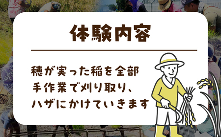 【農業体験】稲刈り体験 米作り 手作業 無農薬 体験 お米 米 親子 イベント 自然 自然体験