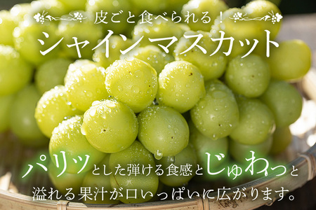 【ご家庭用 数量限定】シャインマスカット家庭用2kg 種なし ぶどう ブドウ 国産 果物 葡萄 種無し フルーツ 不揃い 家庭用 秋 旬 品種 茨城県産 産直 農家 直送 冷蔵 茨城県 石岡市 A02-020