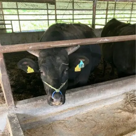 【小町の里・幸牛】黒毛和牛ブロック肉　550g【配送不可地域：離島】【1077509】