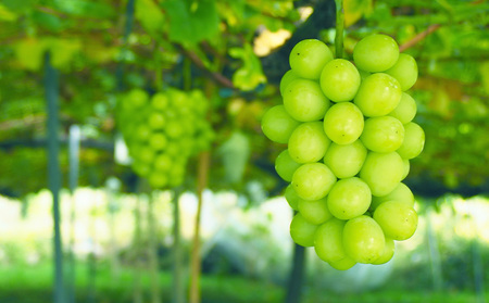 山形産 大粒シャインマスカット 約1.2ｋg(2～3房)(9～10月発送分) FY25-282