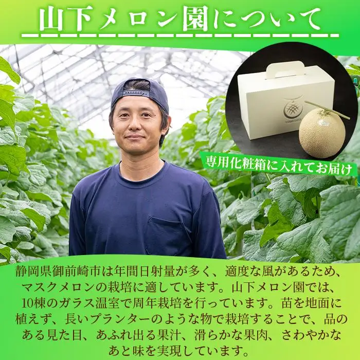 静岡温室メロン  M玉約1.4kg×2玉 最高級のマスクメロン 山下メロン園 高級果実店に仕入るほどの自信のあるメロン ギフト メロン めろん 箱詰め フルーツ 果物  産地直送 甘いメロン 糖度  青肉 高級 百貨店