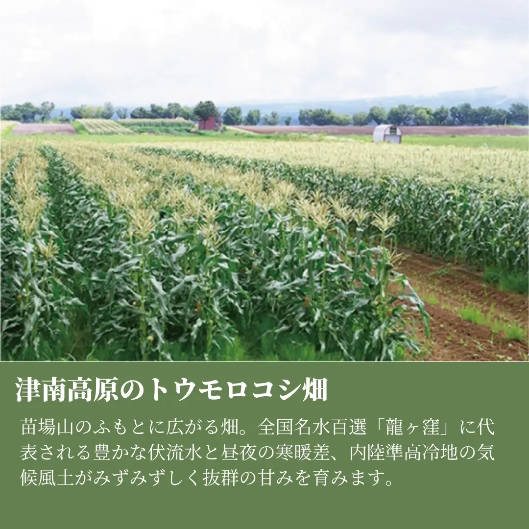【令和8年産先行予約】とうもろこし 朝採れ ゴールドラッシュ 10kg 約24本 7月下旬発送開始 |津南町 とうもろこし