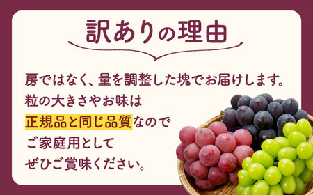 先行予約 訳あり種なしぶどう2種食べ比べ計約600g(シャインマスカット&巨峰orブラックビート)ぶどうシャインマスカットZFO004