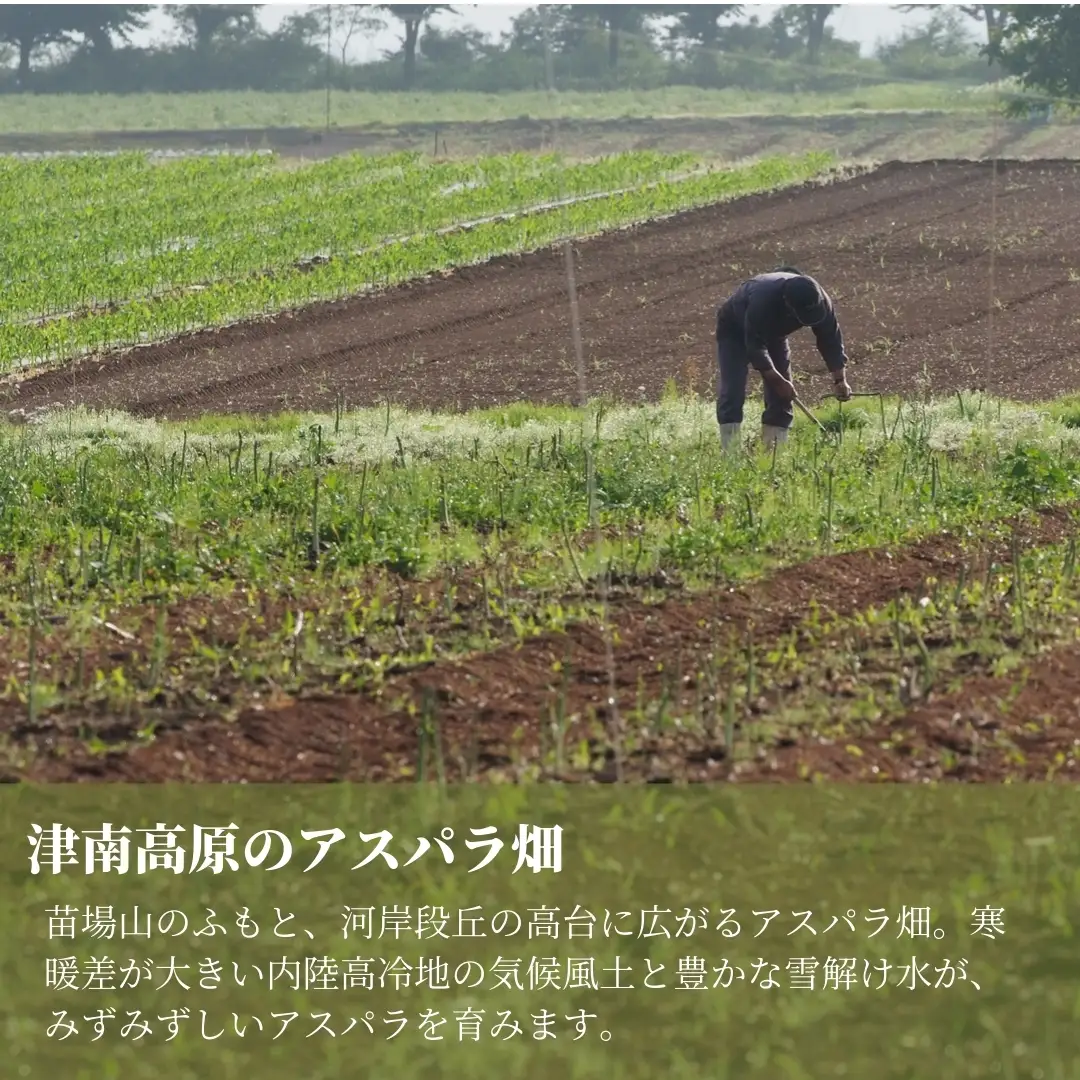 【令和8年産先行予約】津南産アスパラガス LA・2L おまかせ1.3kg |津南町 アスパラガス