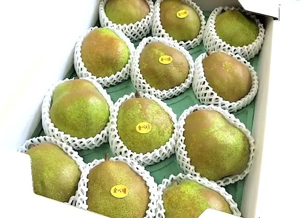 西洋梨（ラ・フランス）６ｋｇ　贈答用　0075-2610