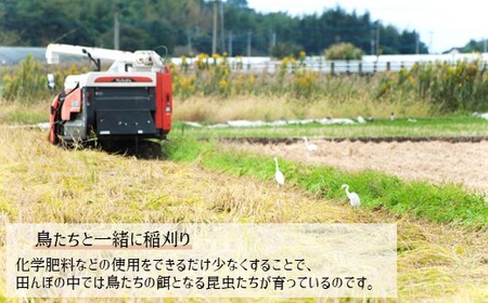 かめまる農園の「ひのひかり」10kg | 米 こめ お米 おこめ 白米 精米 ひのひかり 熊本県産 熊本県 玉名市