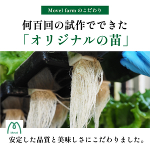 【無農薬野菜定期便 3回】 レタス  (2種 計1.3kg/回) 無農薬野菜 SUBSC-MBF003