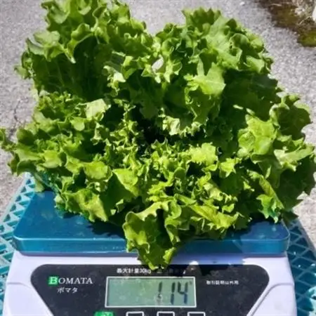【栽培期間中農薬不使用】四国のど真ん中で栽培された生鮮リーフレタス　約100g×8袋セット【配送不可地域：離島】【1493186】