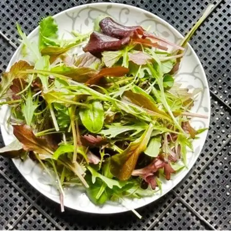【栽培期間中農薬不使用】四国のど真ん中で栽培された生鮮ベビーリーフ　約40g×10袋セット【配送不可地域：離島】【1508370】